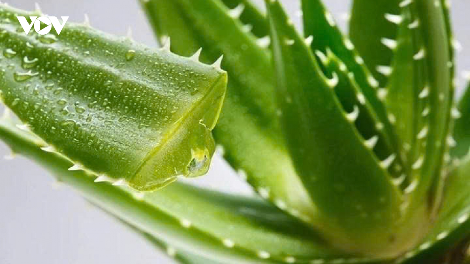 7 lý do nha đam trở thành “thần dược” trong làm đẹp