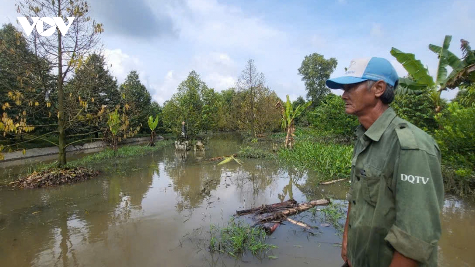 Những vườn cây xanh, trái ngọt Phong Điền “héo hon” vì nước ngập