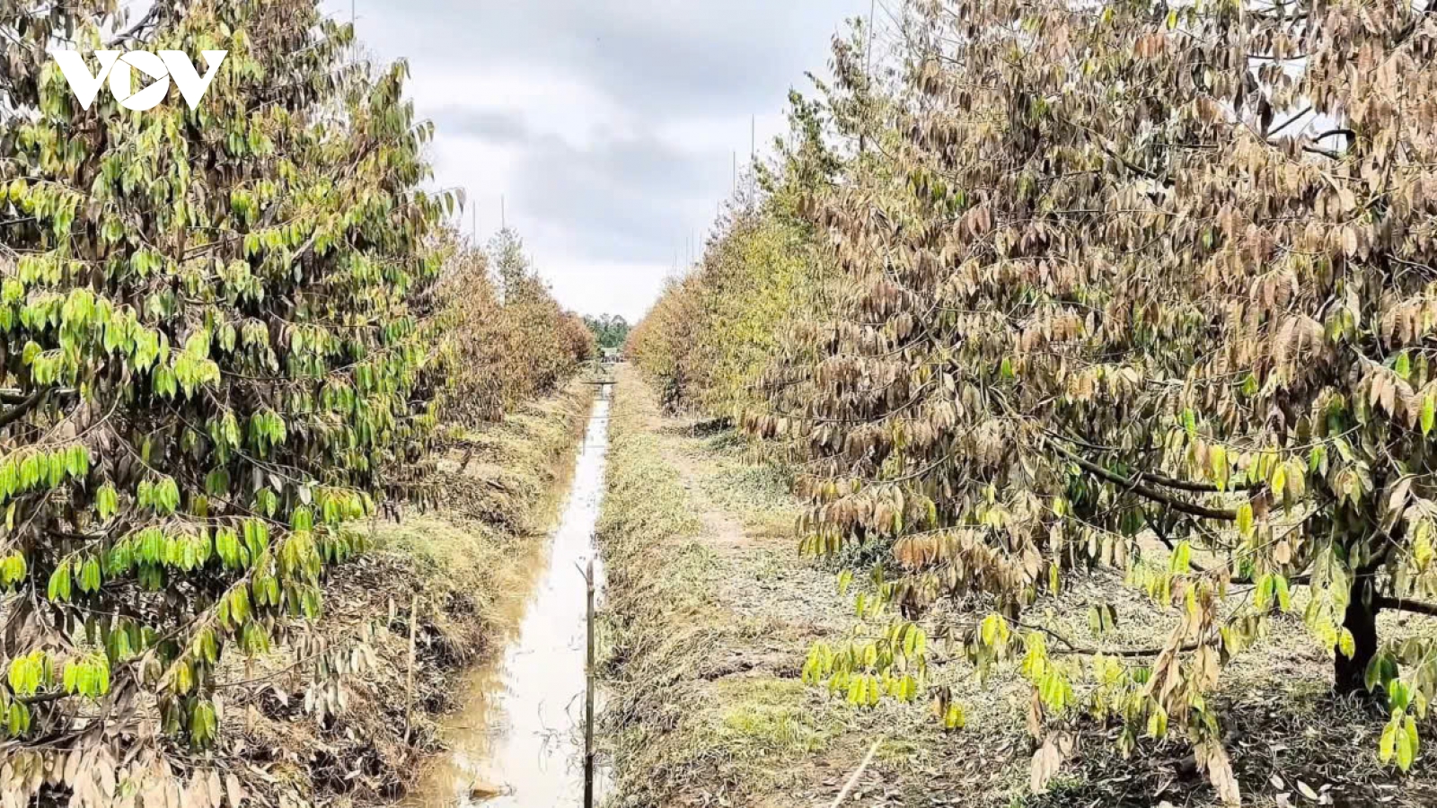 ĐBSCL cần chủ động ứng phó ngập úng do lũ kết hợp triều cường đầu tháng 11