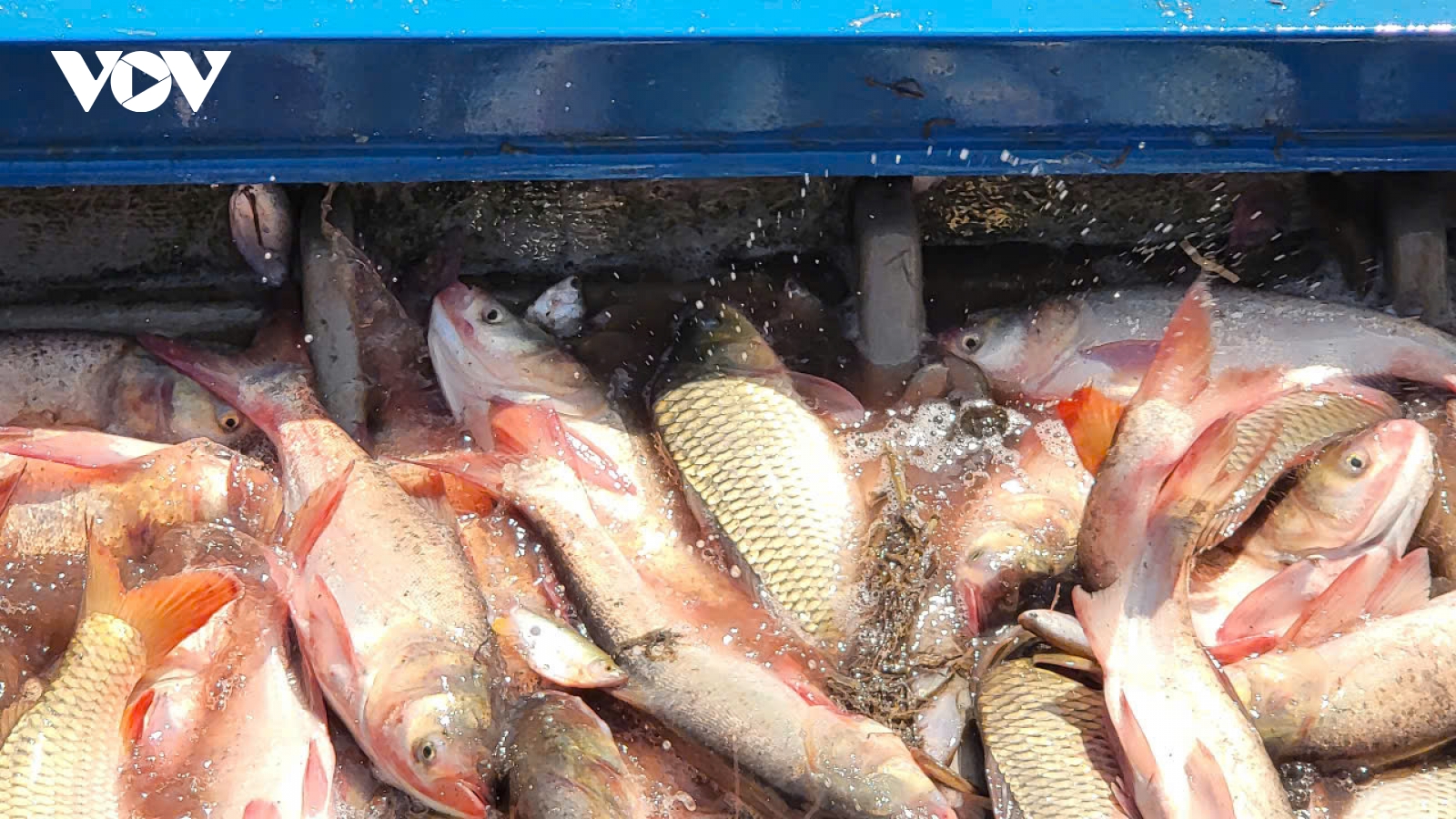 Nông dân Cần Thơ thu hoạch “lộc trời” mùa nước nổi