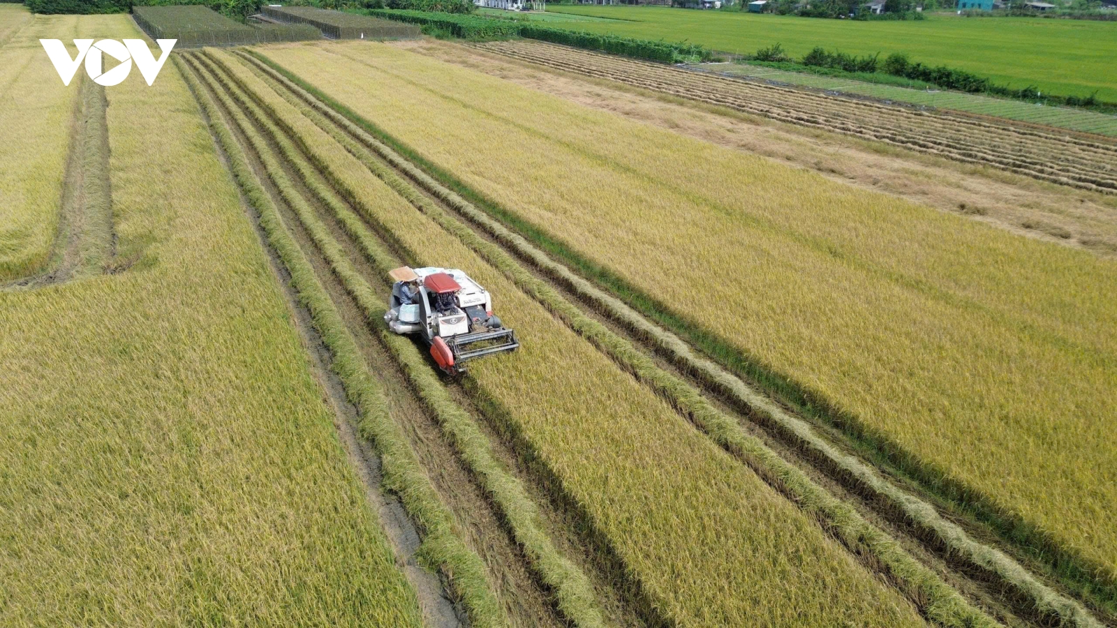 Mô hình liên kết sản xuất lúa công nghệ cao, giảm phát thải phát huy ưu thế