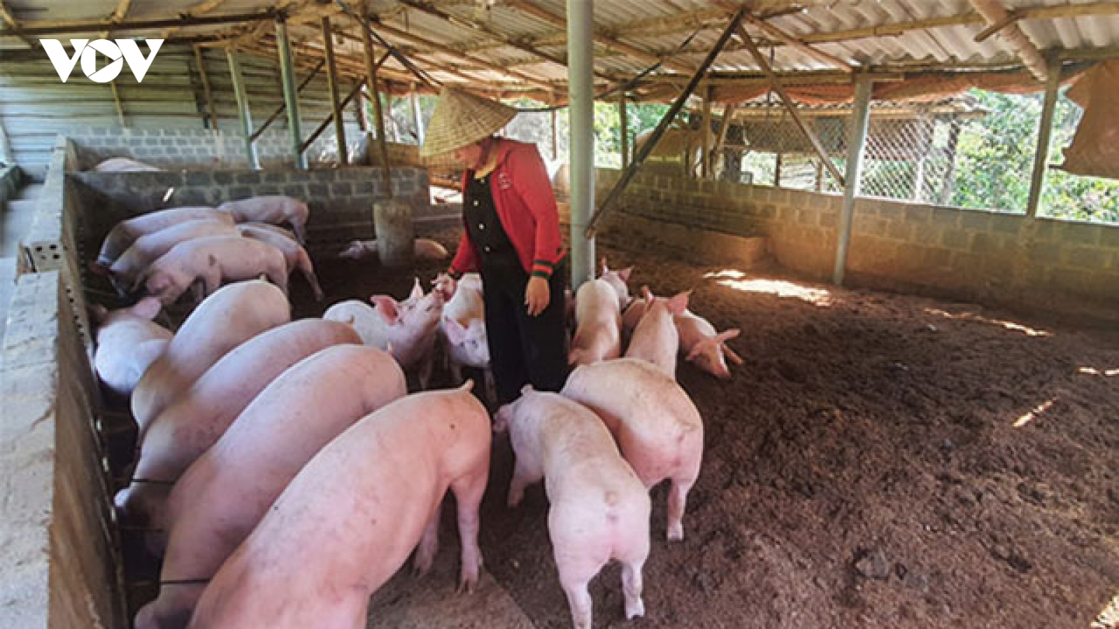 Kiểm tra phản ánh chăn lợn trong cụm công nghiệp ở Bắc Ninh gây ô nhiễm