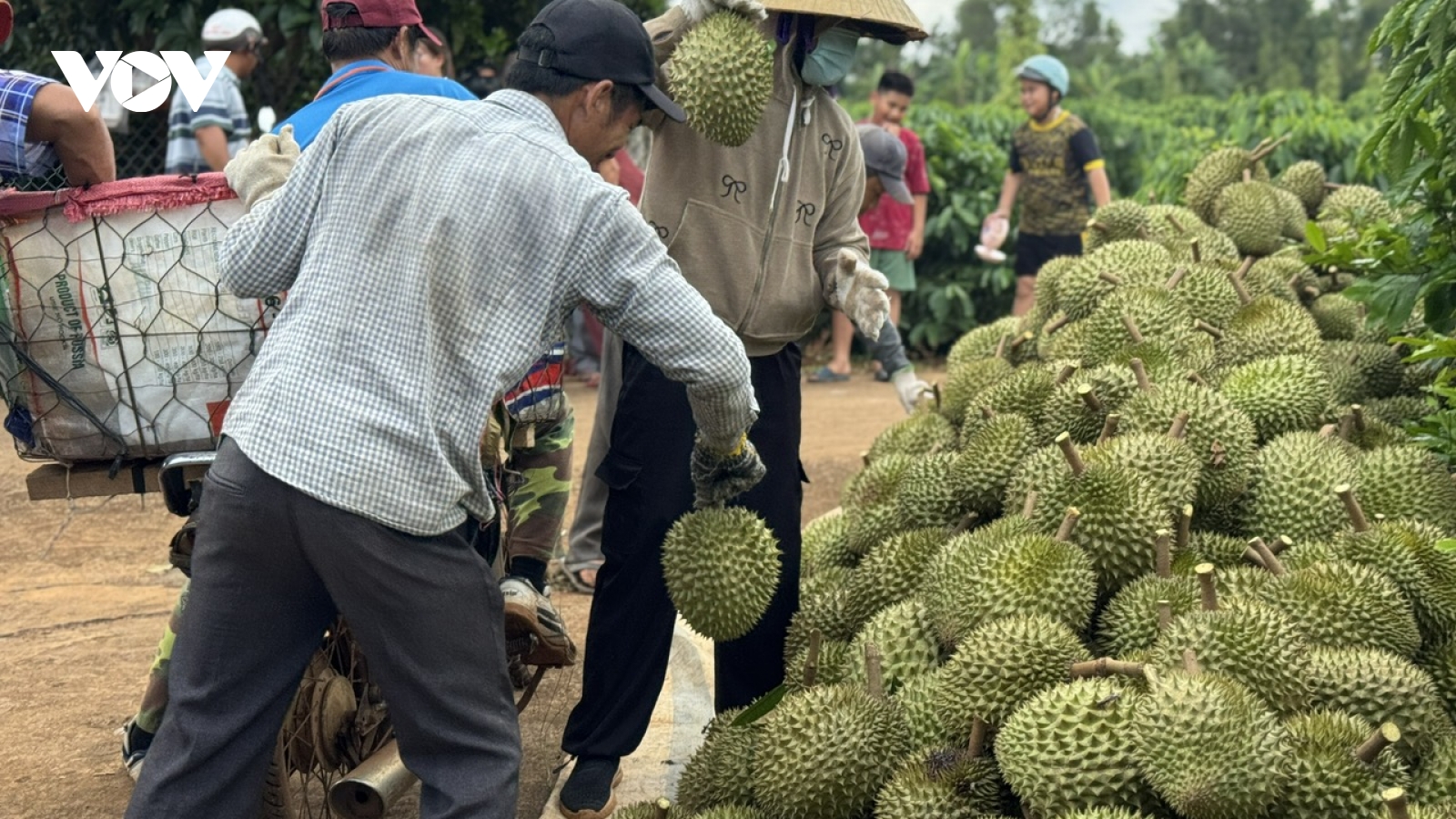 Nông sản lên sàn không còn là chuyện xa lạ với nông hộ