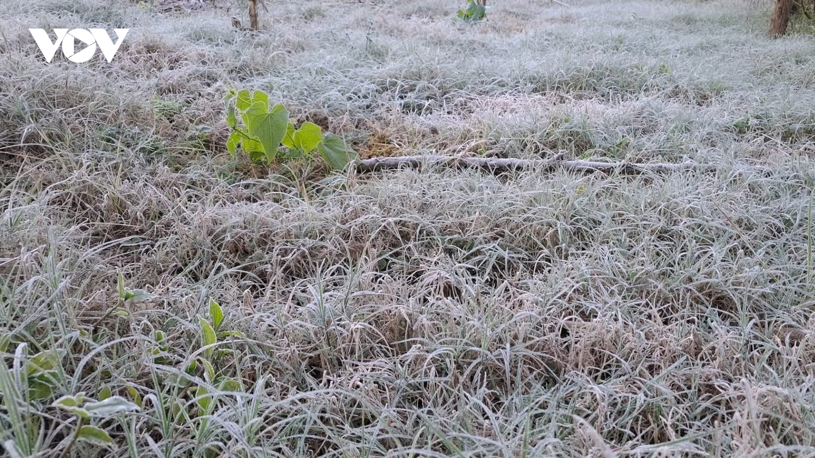 Nhiều nơi ở Sơn La xuất hiện sương muối