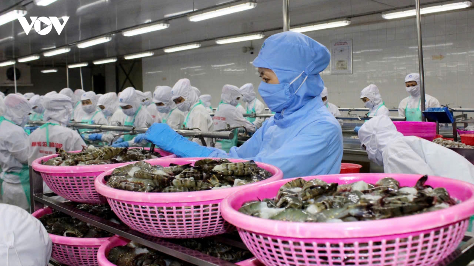 Minh bạch nguồn gốc thuỷ sản, đạt chứng chỉ môi trường để xuất khẩu thuận lợi hơn