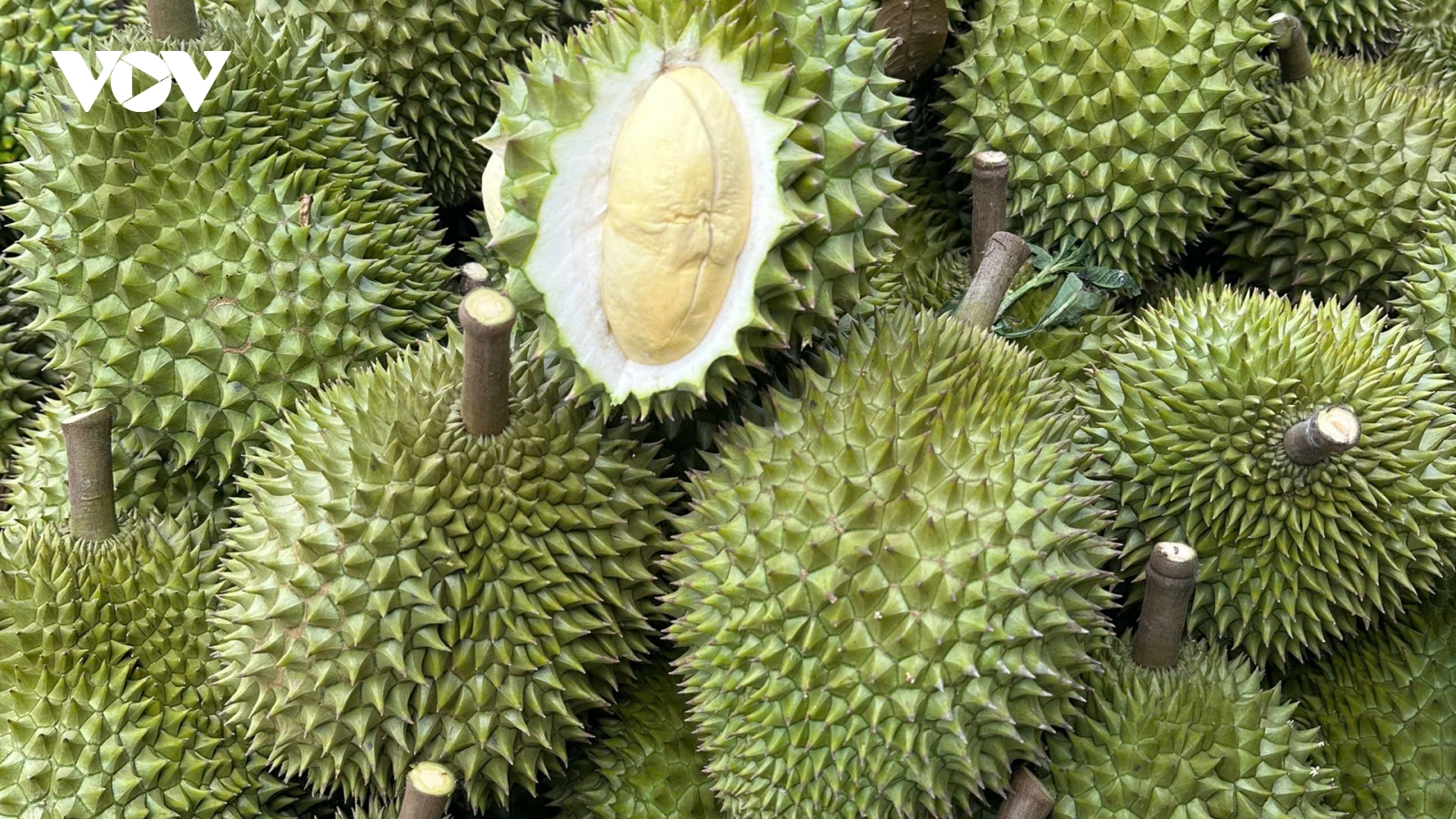 Trái sầu riêng Đồng Tháp đầu vụ hút hàng, tăng giá trở lại