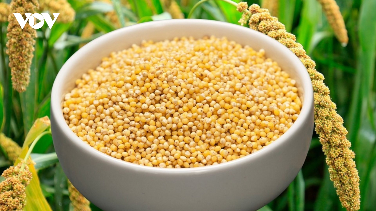 Việt Nam có loại hạt "siêu dinh dưỡng", giá rẻ như cho lại đang bị lãng quên