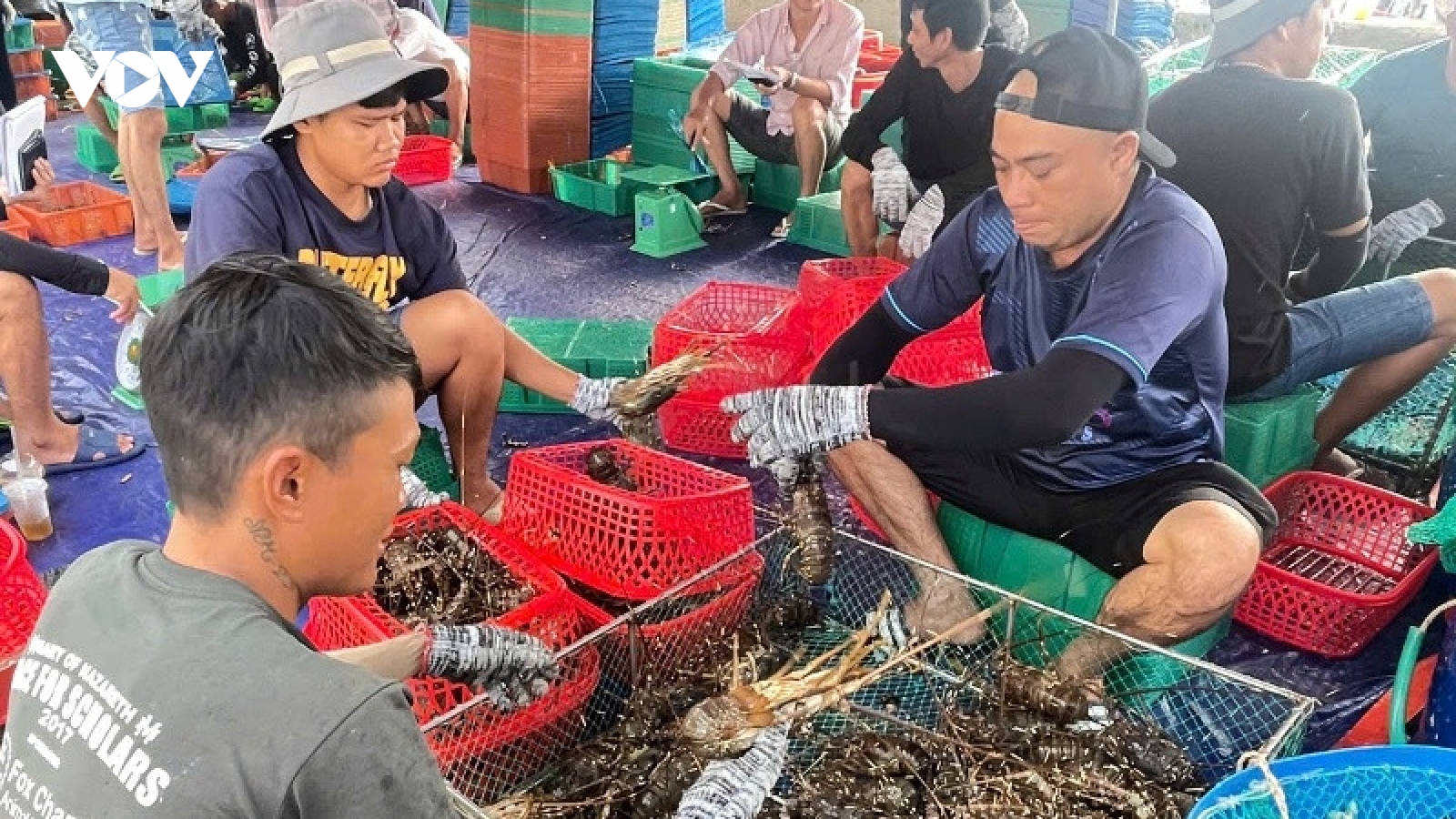 Người dân Đắk Lắk hối hả bán tháo tôm hùm chạy bão số 13