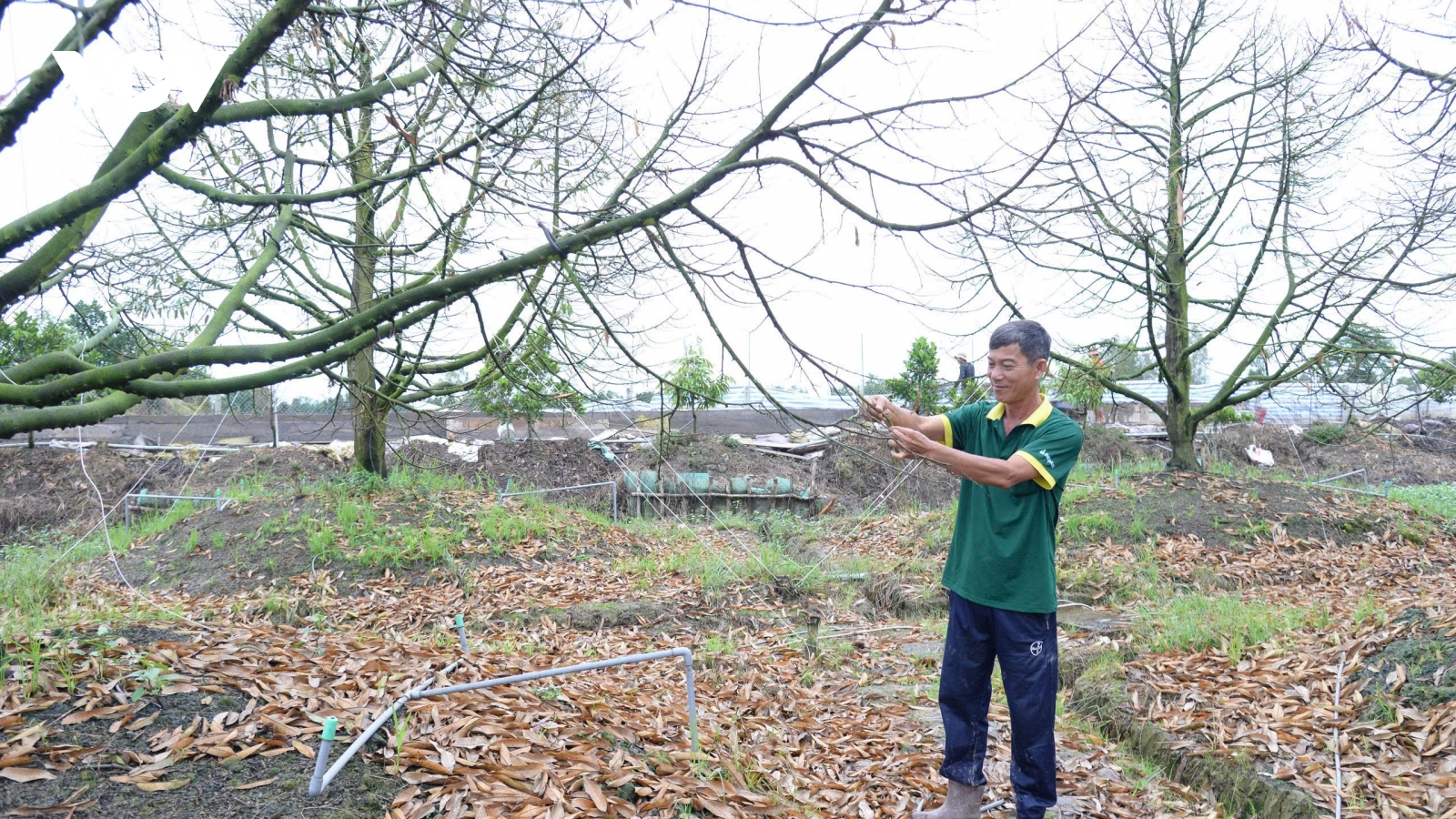 Lũ, triều cường gây thiệt hại nặng nề đối với sản xuất nông nghiệp ở Đồng Tháp