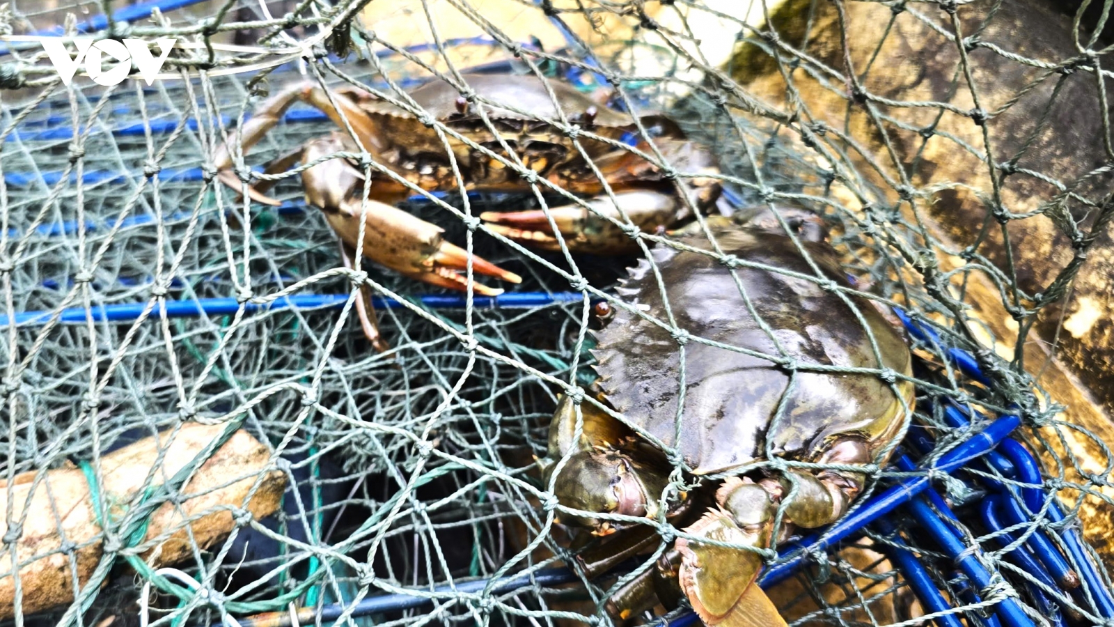 Cua Cà Mau: “Kẻ phá lưới” nay xây những ngôi nhà ước mơ nơi đất rừng