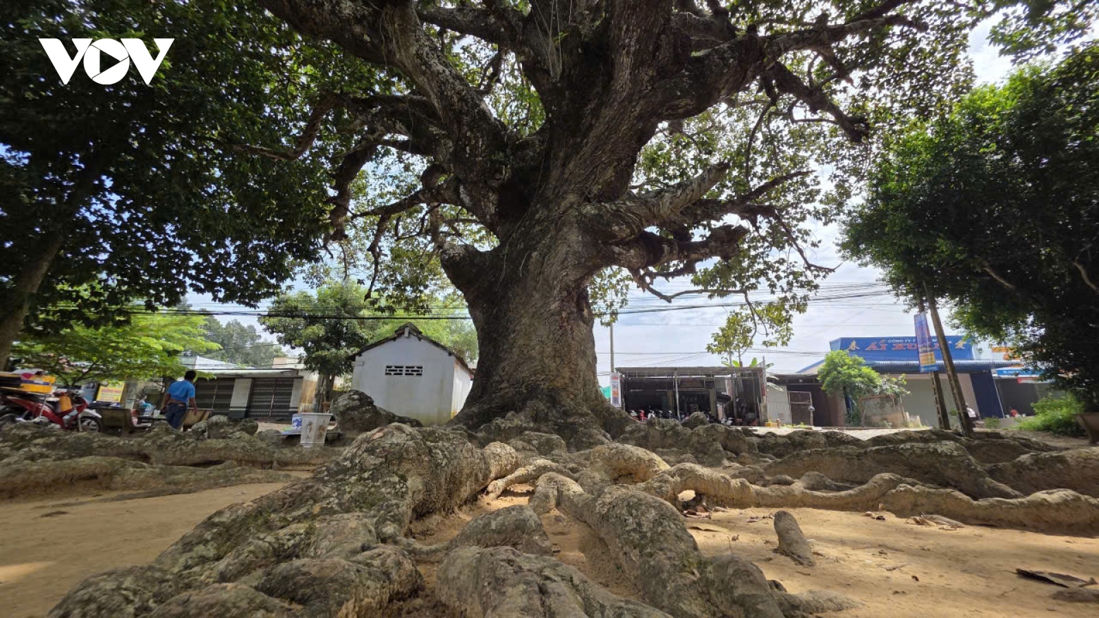 Cây dầu rái 700 năm - di sản sống của ký ức và niềm tin