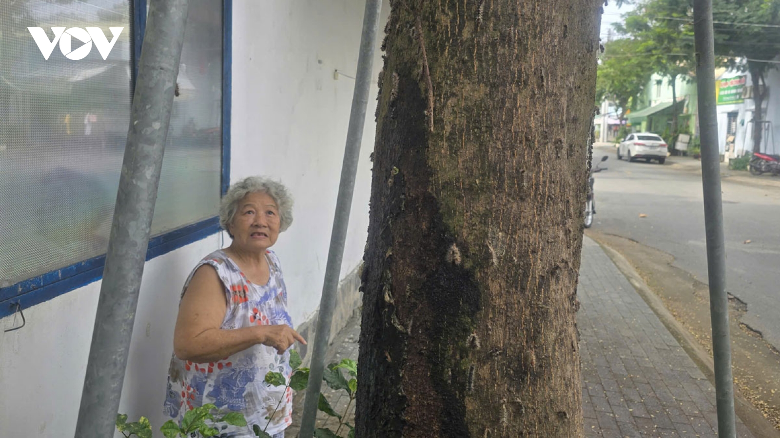 Khổ vì “tấm thảm” sâu róm, người dân mong có giải pháp chặn bùng phát trở lại