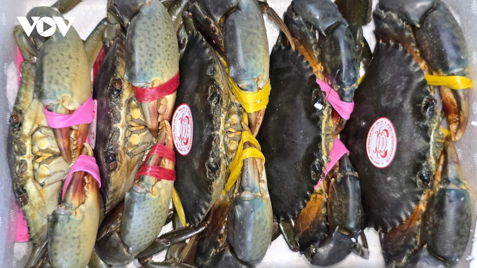 Chỉ dẫn địa lý - “tấm khiên” bảo vệ thương hiệu cua Cà Mau