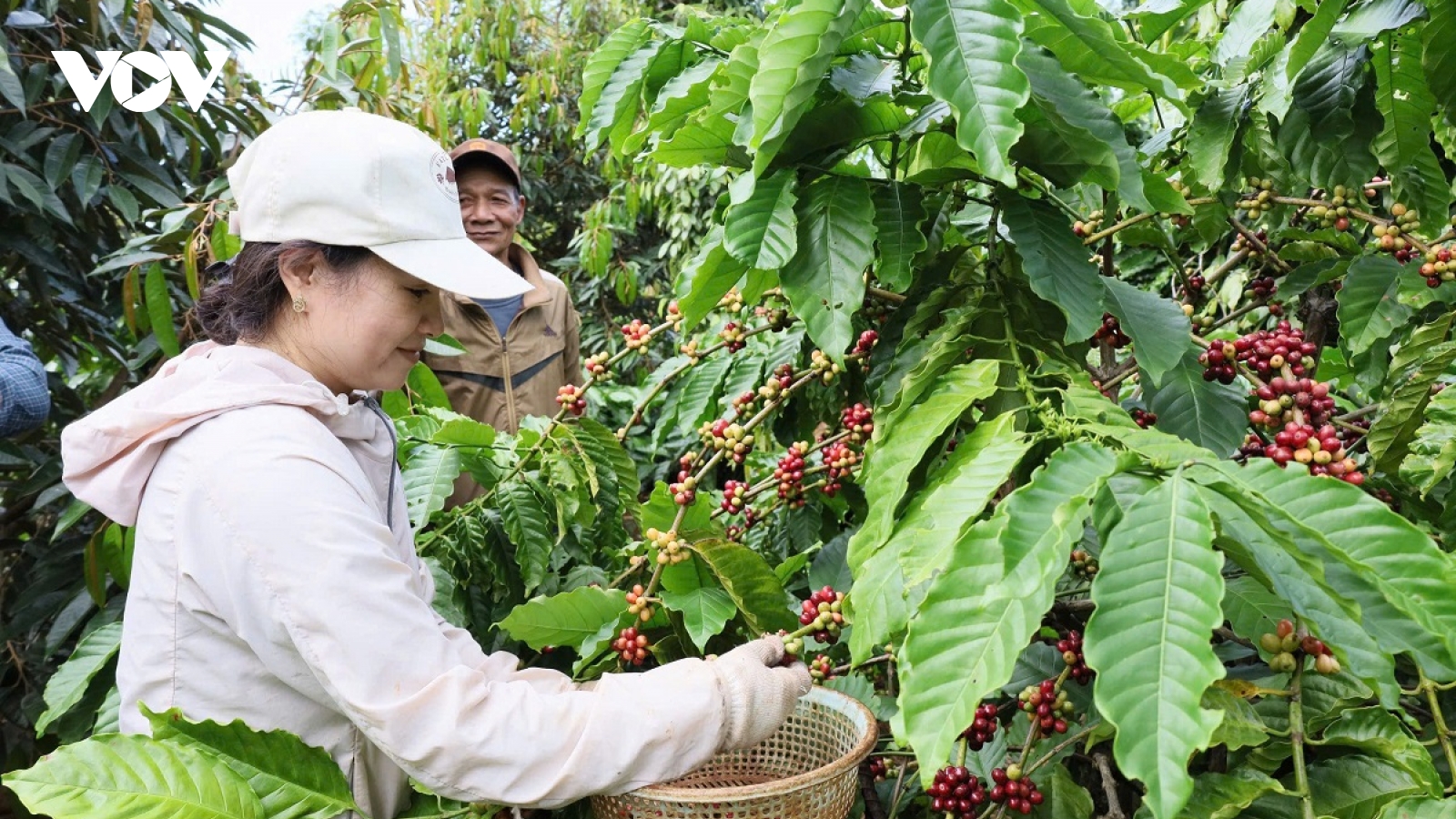 Giá cà phê hôm nay 2/12: Giá cà phê trong nước thu mua ở mức 111.200 đồng/kg