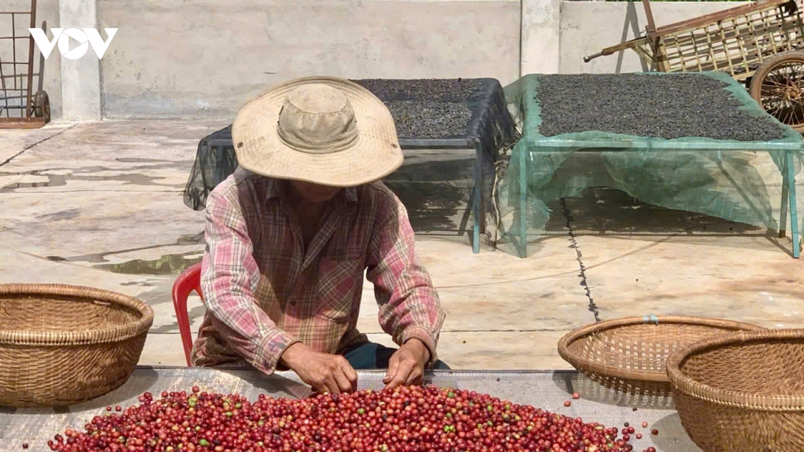 Đắk Lắk yêu cầu thu hoạch cà phê bảo đảm chất lượng dù thời tiết bất lợi
