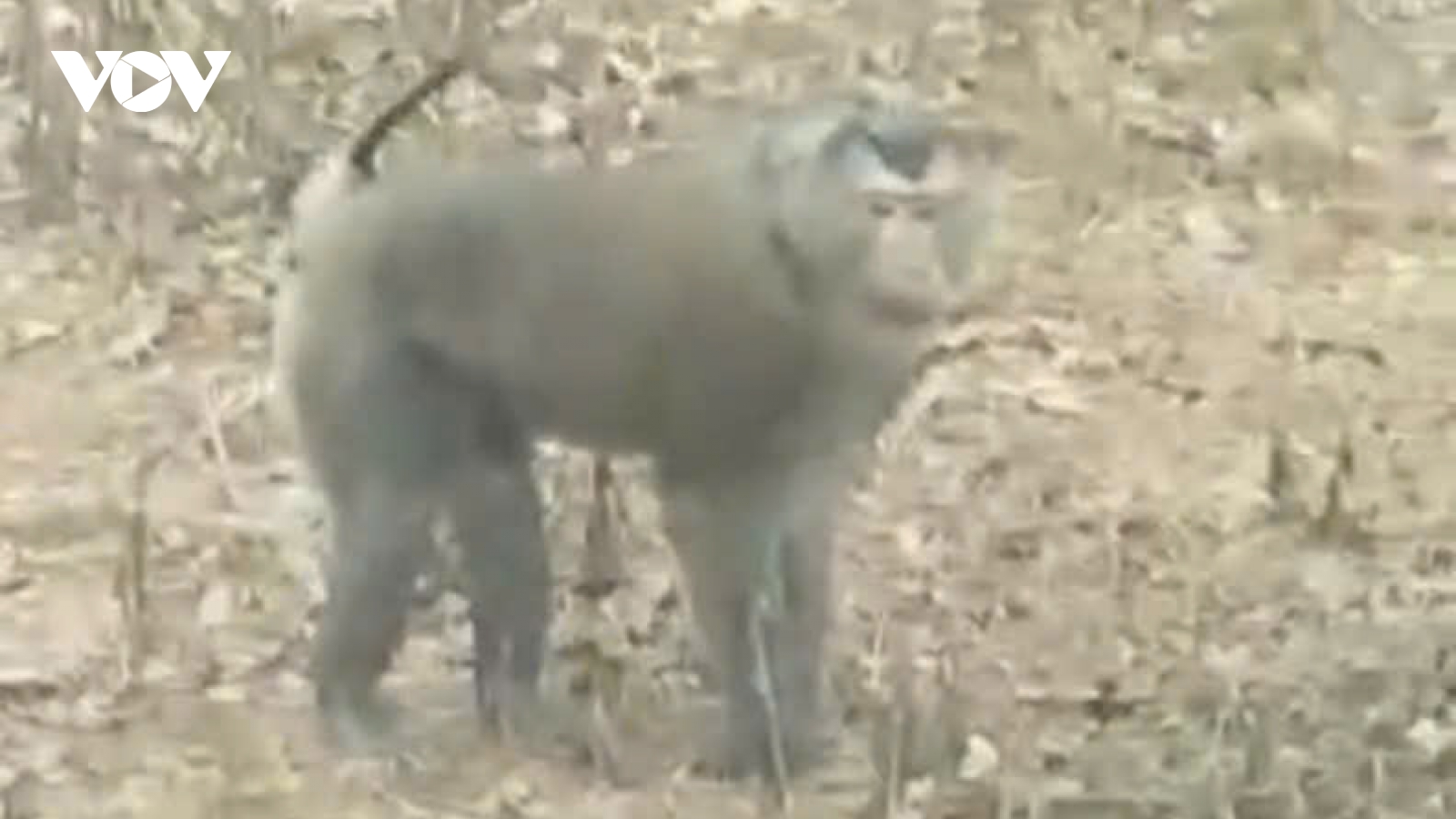 Xuất hiện khỉ hoang dã tấn công người ở Sơn La