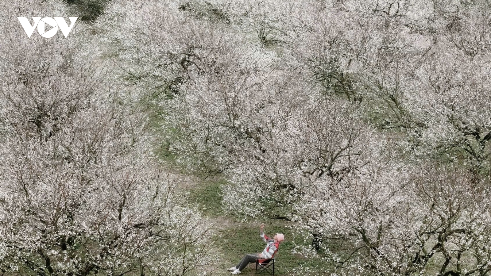 Sắc hoa gọi đông về trên cao nguyên Mộc Châu