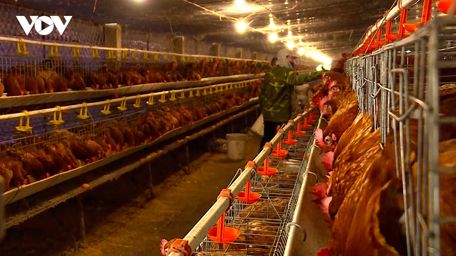 Nghệ An với mục tiêu đưa giá trị sản phẩm nông nghiệp vượt 23.000 tỷ đồng