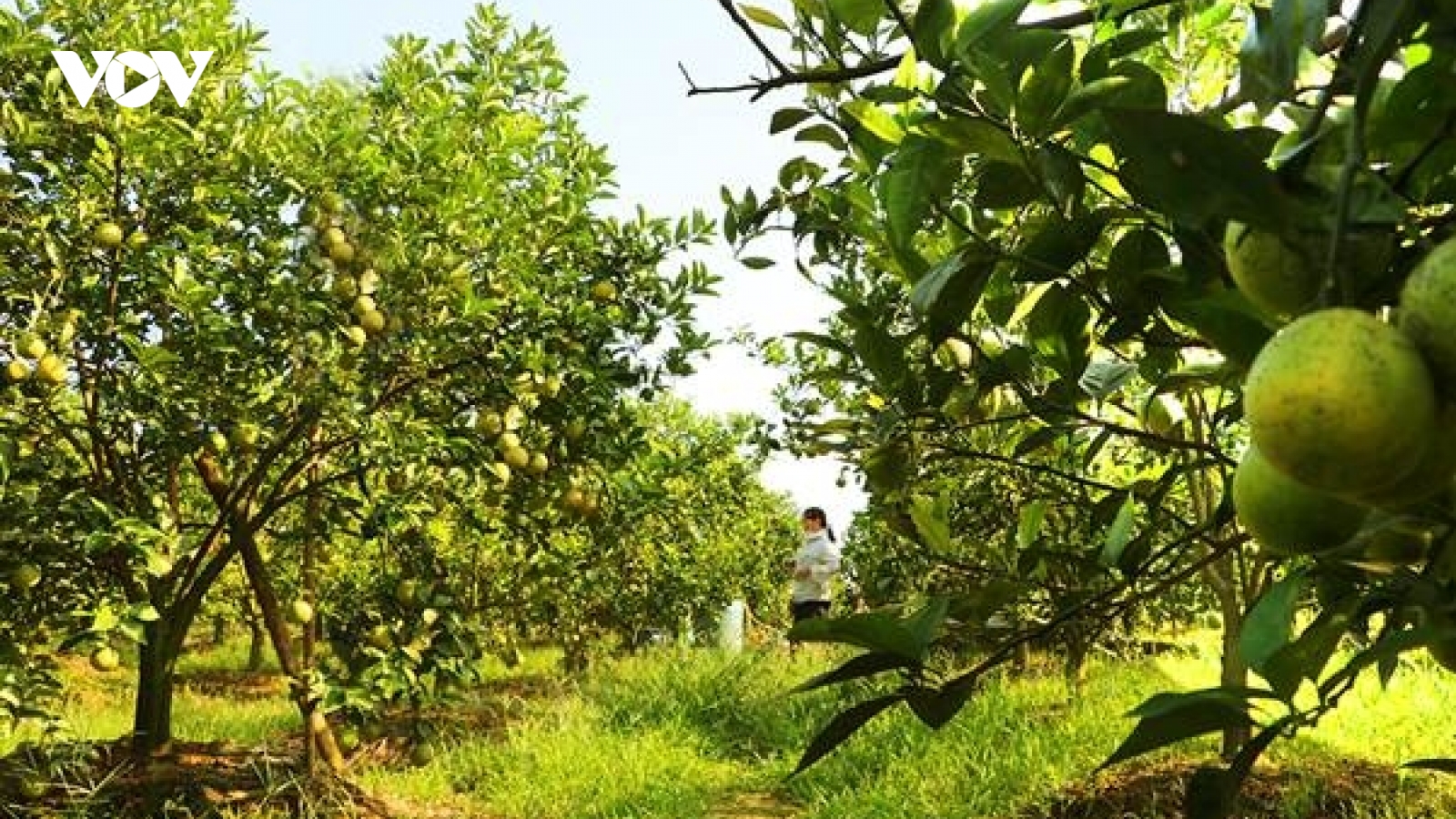 Không chỉ nhãn lồng, Hưng Yên có sản lượng cam ước đạt khoảng 38.000 tấn quả