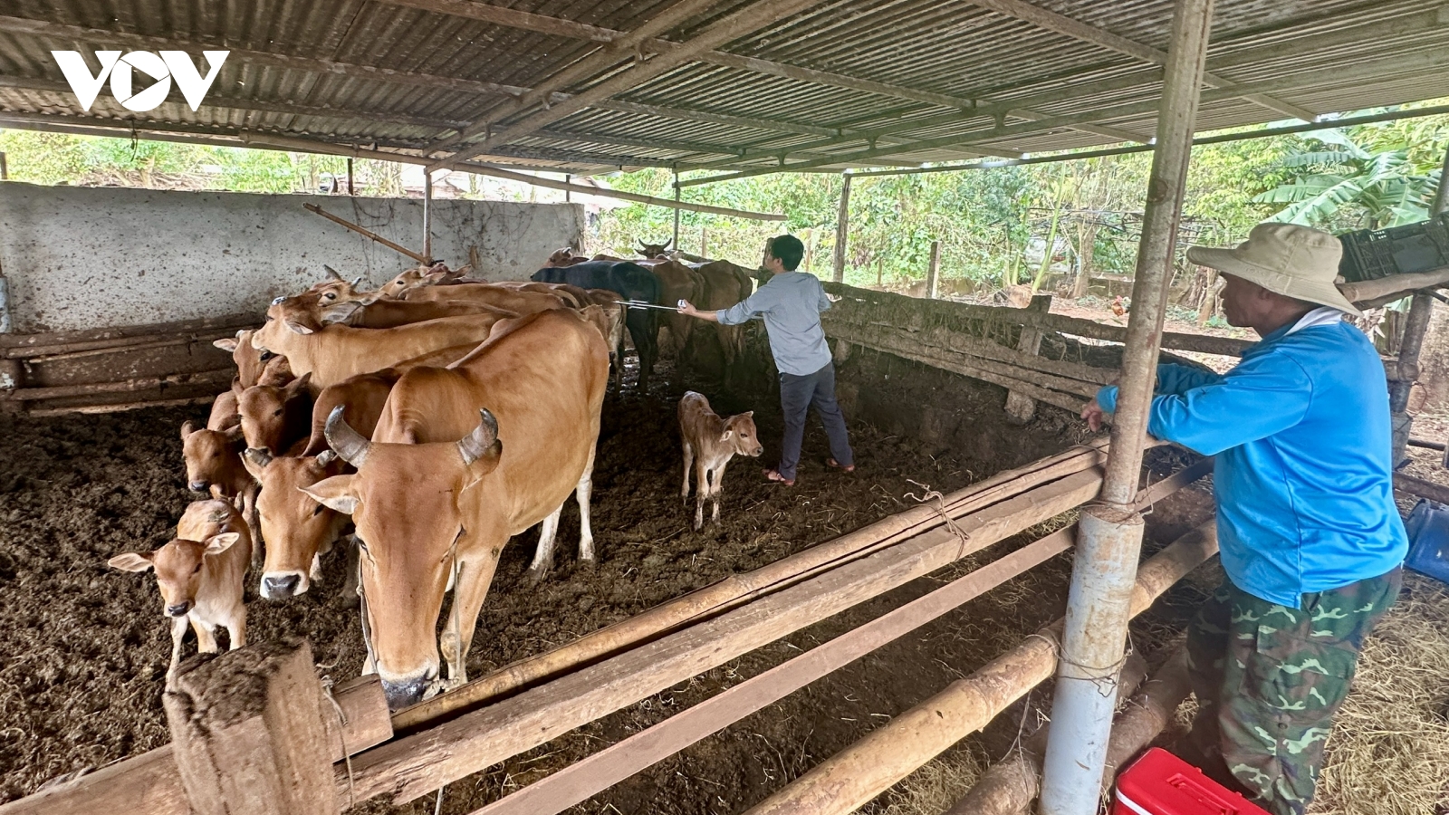 Đắk Lắk triển khai tiêm vaccine quy mô lớn phòng dịch cho đàn vật nuôi