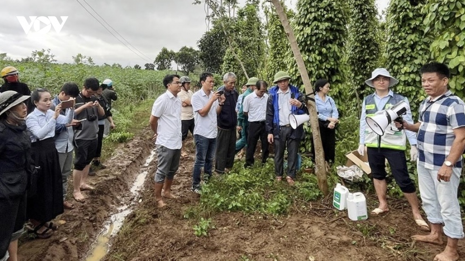 Đắk Lắk triển khai khôi phục sản xuất nông nghiệp sau bão lũ