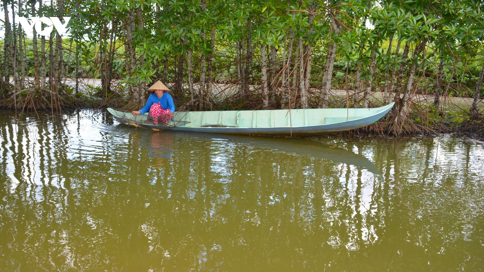 Các tỉnh ven biển trồng mới hơn 11.600ha rừng