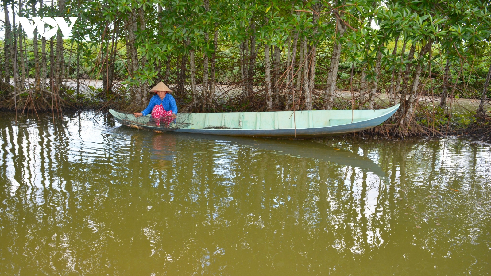 Các tỉnh ven biển trồng mới hơn 11.600ha rừng