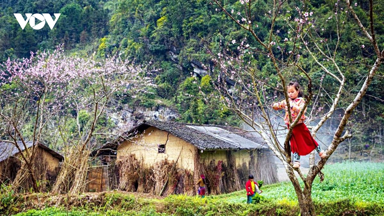 Vitality on Dong Van Karst Plateau – a UNESCO Global Geopark