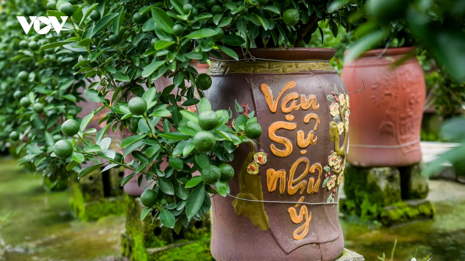 Thủ phủ quất Tết ở Ninh Bình 'cháy hàng' từ tháng 9, nhà vườn thắng lớn