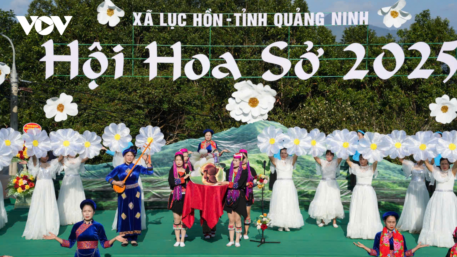 Trảy hội vùng cao Quảng Ninh ngắm hoa sở nở bừng nắng đông