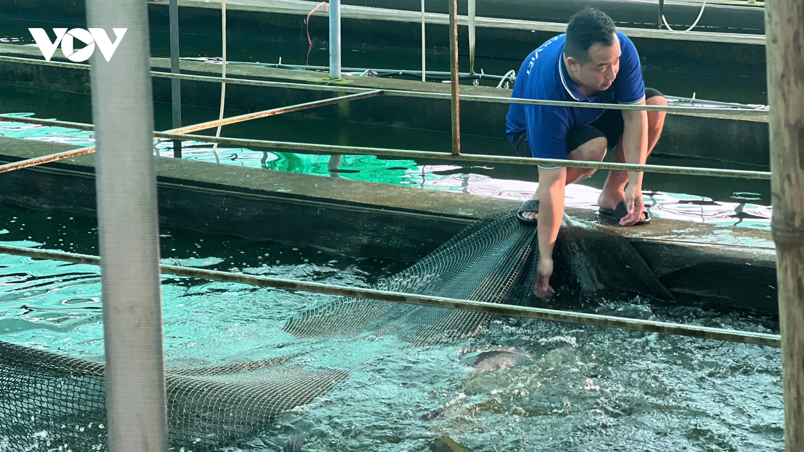 Hải Phòng nỗ lực trở thành trung tâm cá rô phi miền Bắc