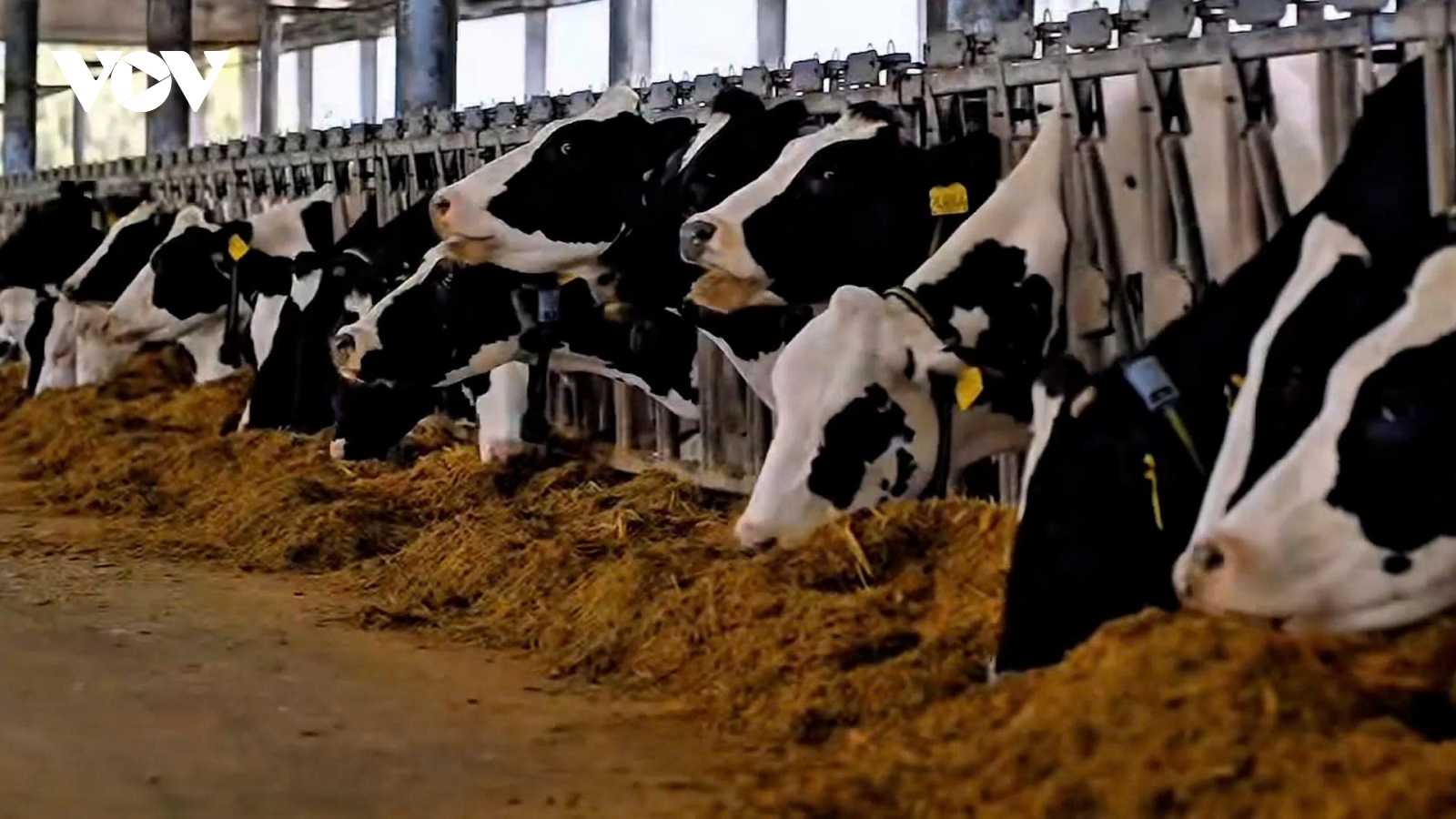 40 “cô bò” sẵn sàng tranh tài tại hội thi “Hoa hậu bò sữa Mộc Châu 2026”