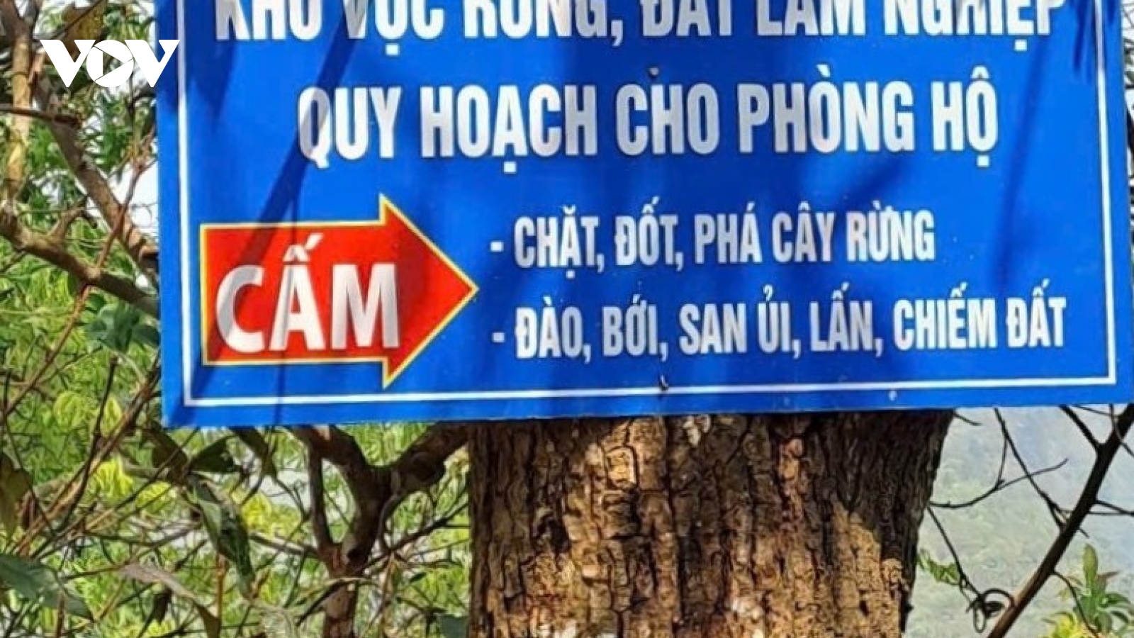 Siết chặt công tác phòng chống cháy rừng mùa khô hanh tại Lào Cai