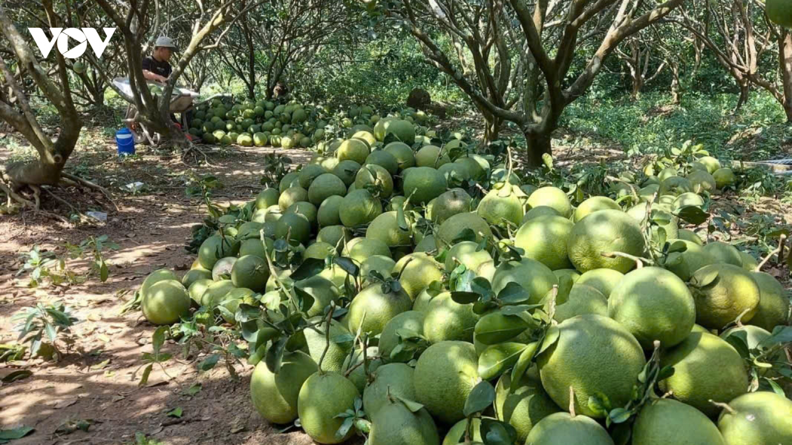 Cuối năm nhiều loại trái cây hút hàng, tăng giá, nhà vườn Đồng Tháp phấn khởi