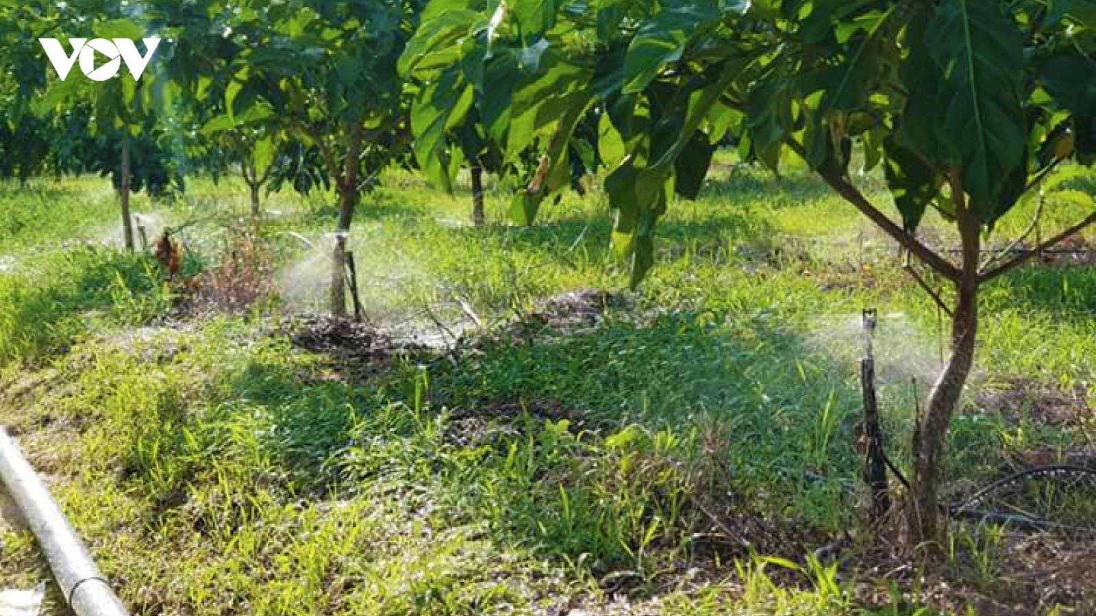 Tưới tiên tiến, tiết kiệm nước – nền tảng nông nghiệp thông minh