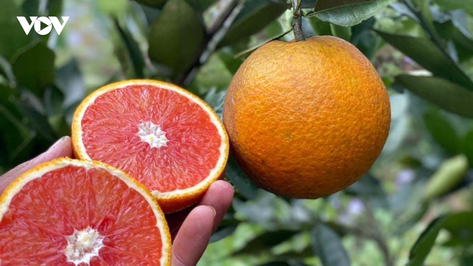 Loại quả “đắt đỏ nhất thế giới” trồng thành công ở Việt Nam, giá 120.000 đồng/kg