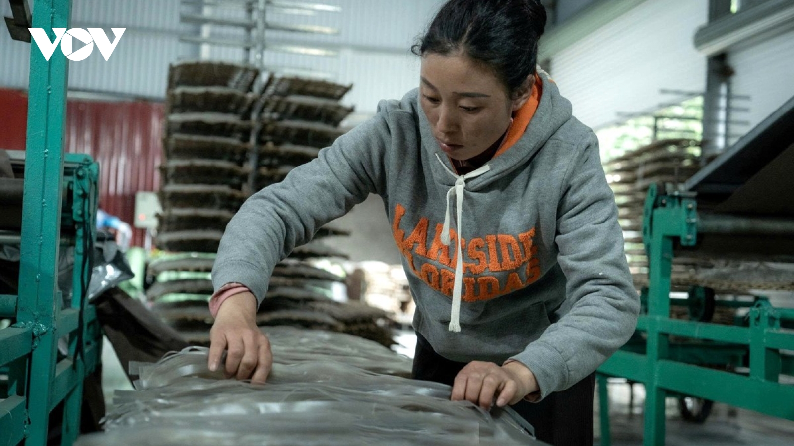 Sôi động mùa sản xuất miến dong Bình Lư phục vụ Tết Nguyên đán