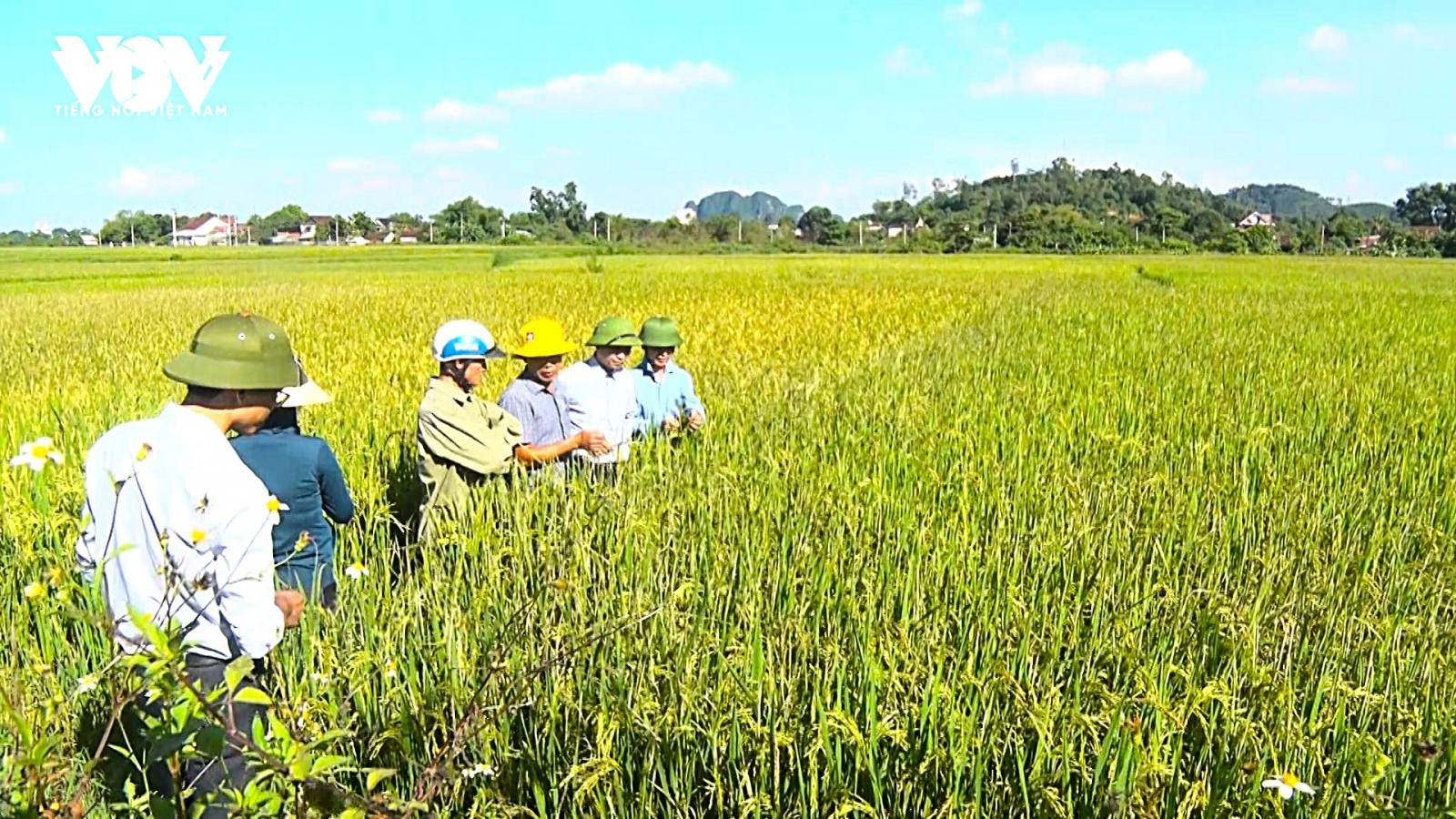 Nghệ An: Hiệu quả từ hoạt động công tác khuyến nông