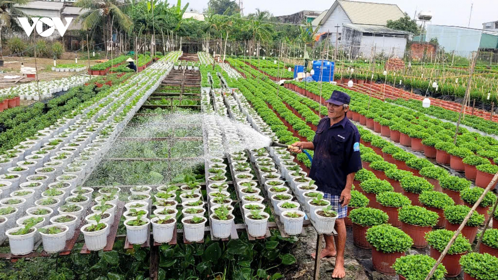Nông dân Đồng Tháp chuyển sang sản xuất mùa khô cần cảnh giác với thiên tai