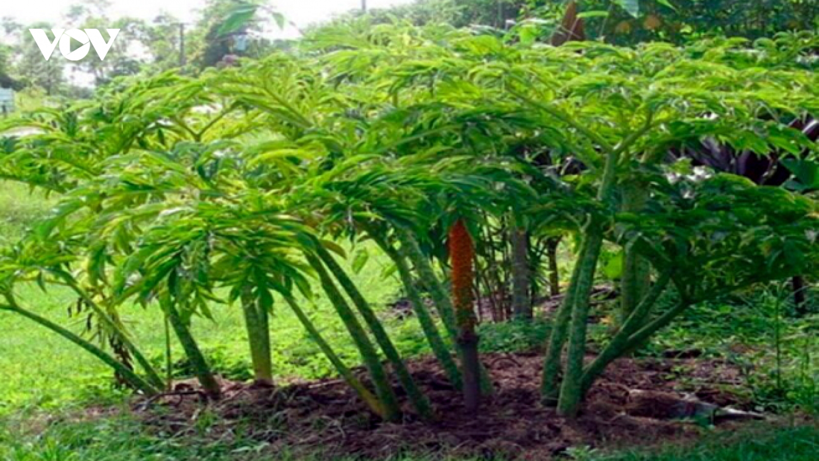 Chột nưa - cây dại họ nhà khoai lên đời thành đặc sản