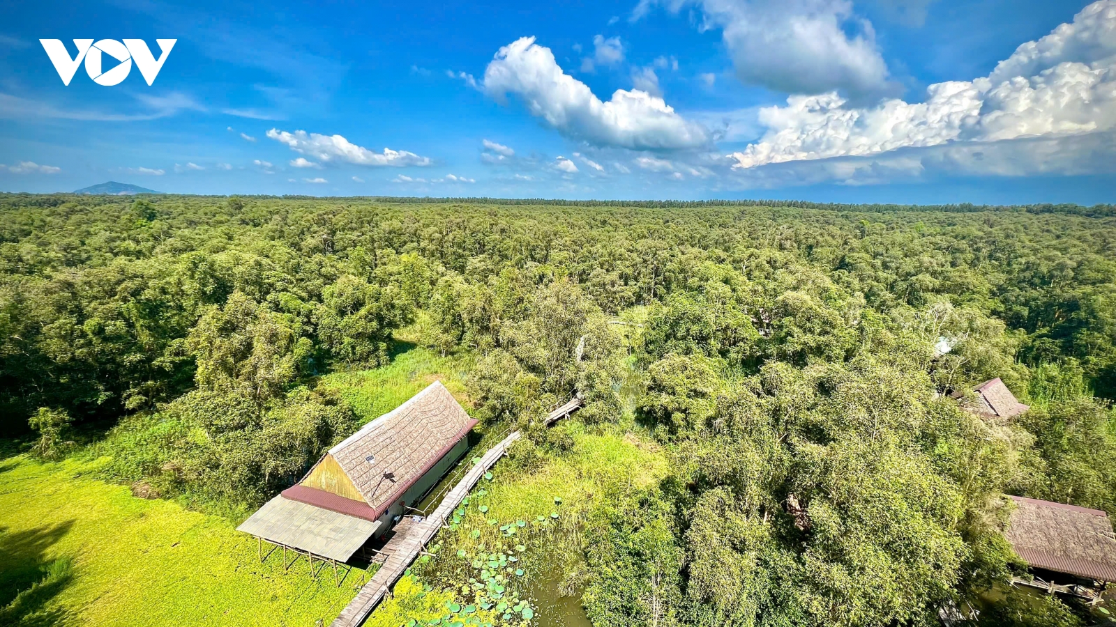 “Đi trong hương tràm” - Bản tình ca lặng lẽ của chiến tranh
