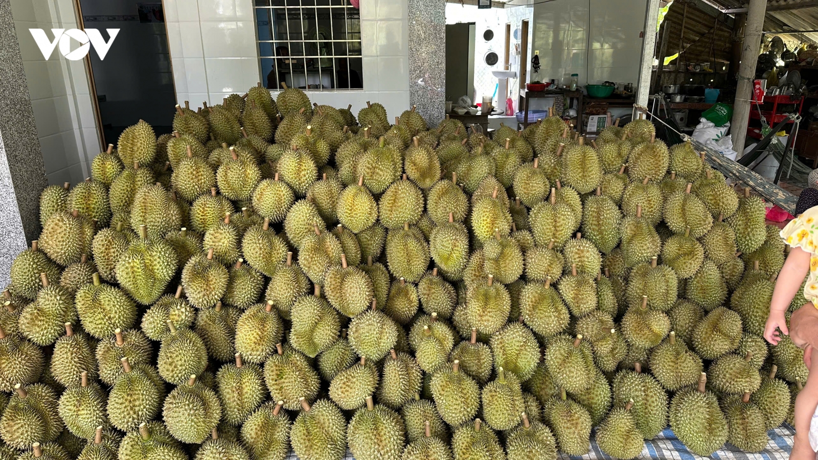 Mùa sầu riêng nghịch vụ ở Đồng Tháp: Nhà vườn có lãi khá