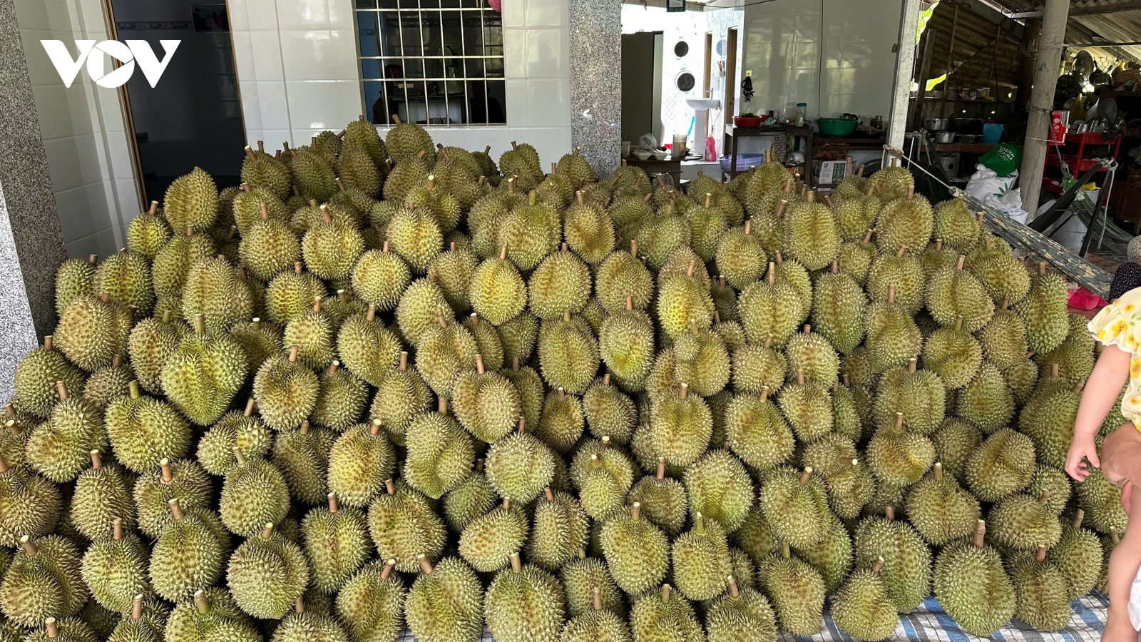 Mùa sầu riêng nghịch vụ ở Đồng Tháp: Nhà vườn có lãi khá