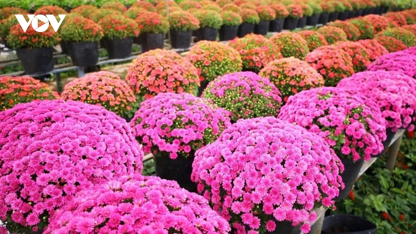 Vibrant blooms take centre stage at Sa Dec flower festival