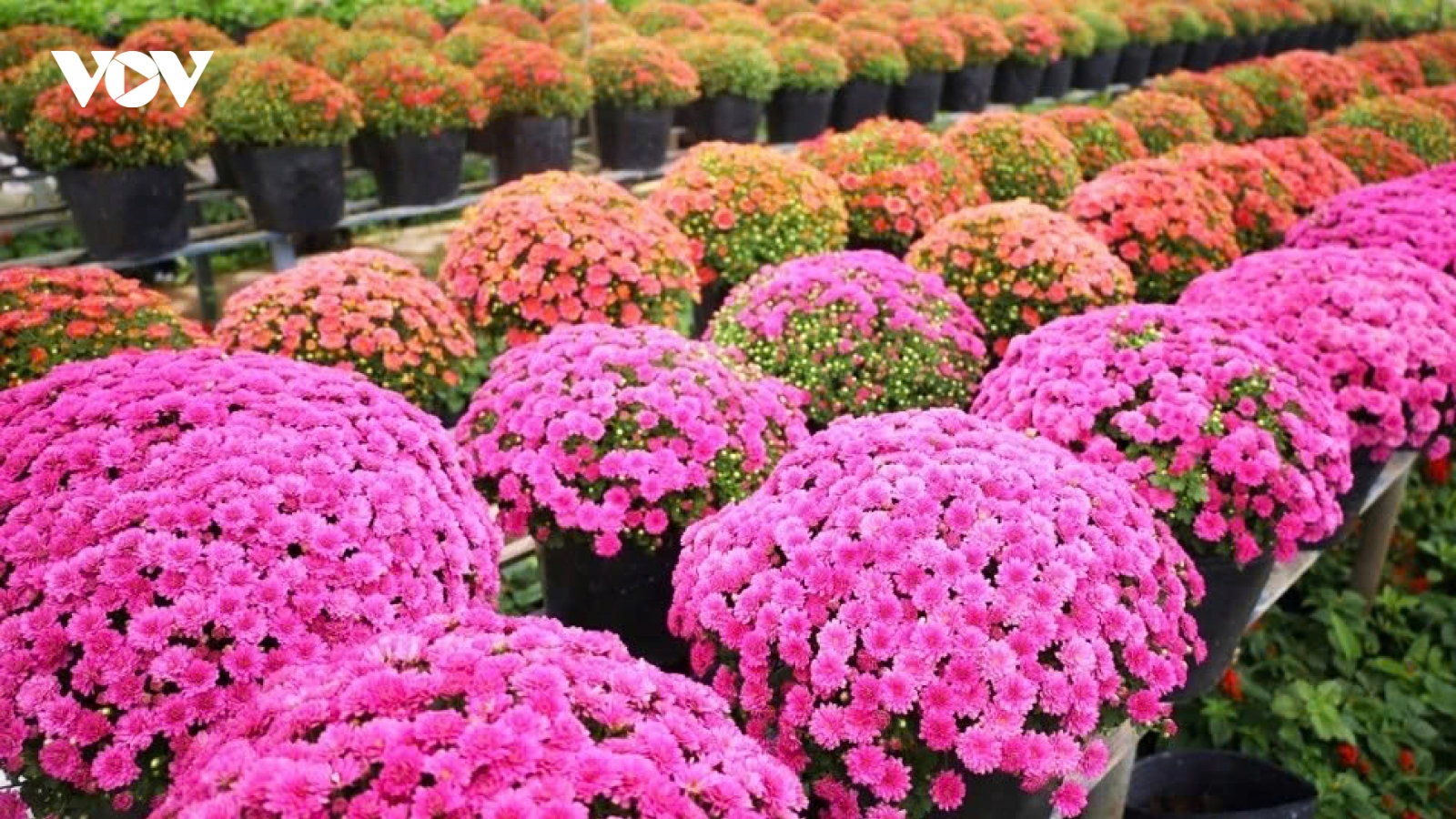 Vibrant blooms take centre stage at Sa Dec flower festival
