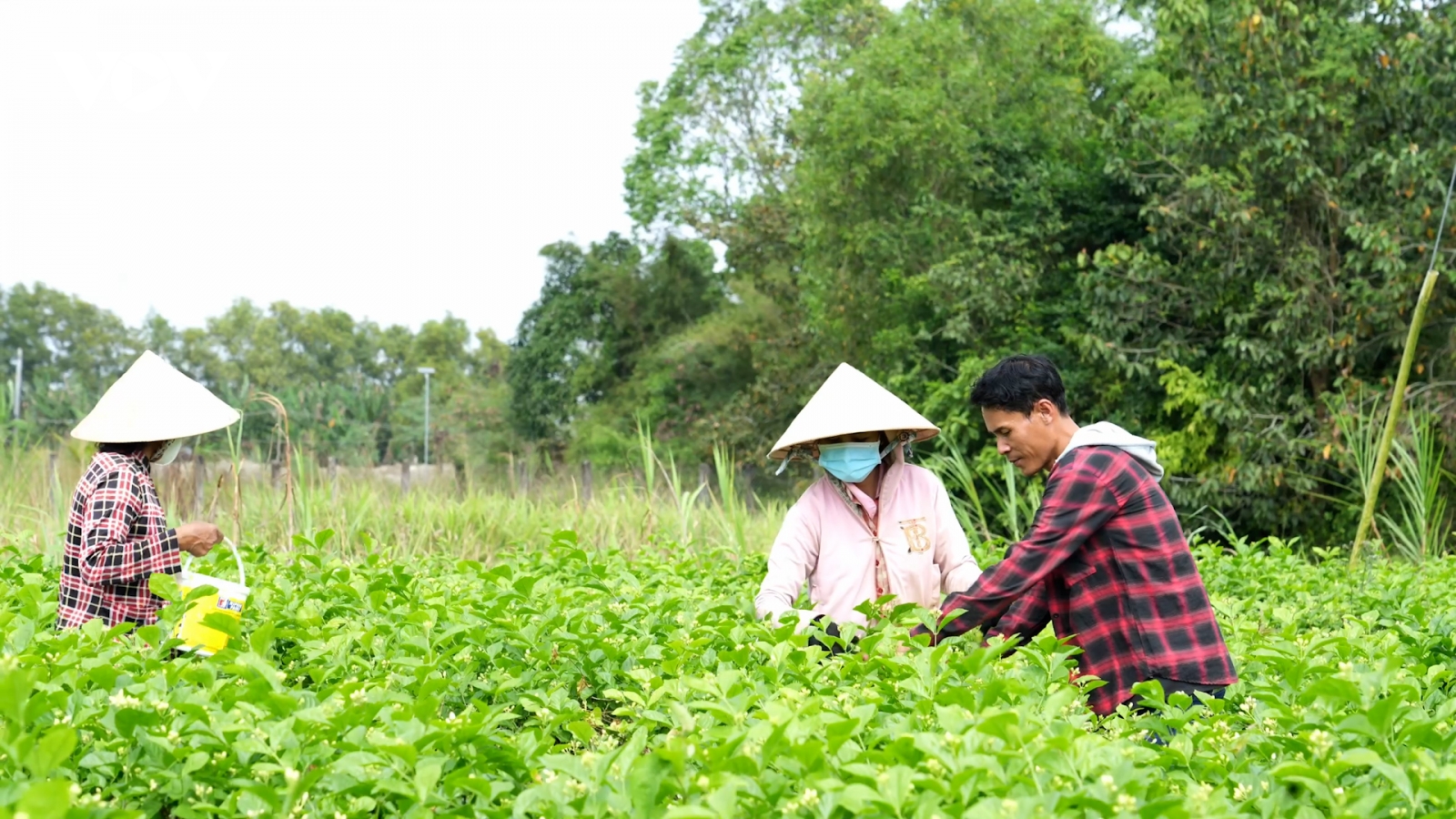 Nghề trồng nhài mở sinh kế ổn định cho phụ nữ phum sóc Vĩnh Long