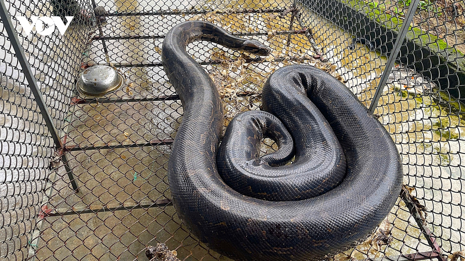 3 con trăn đất bò vào vườn nhà dân ở Hà Tĩnh