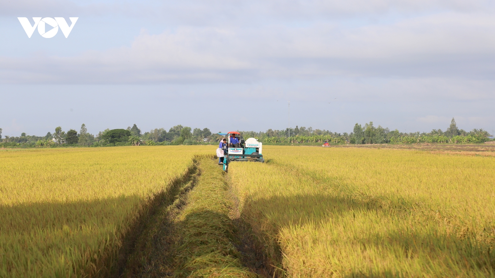 Đánh thức giá trị rơm rạ trong hành trình canh tác lúa phát thải thấp