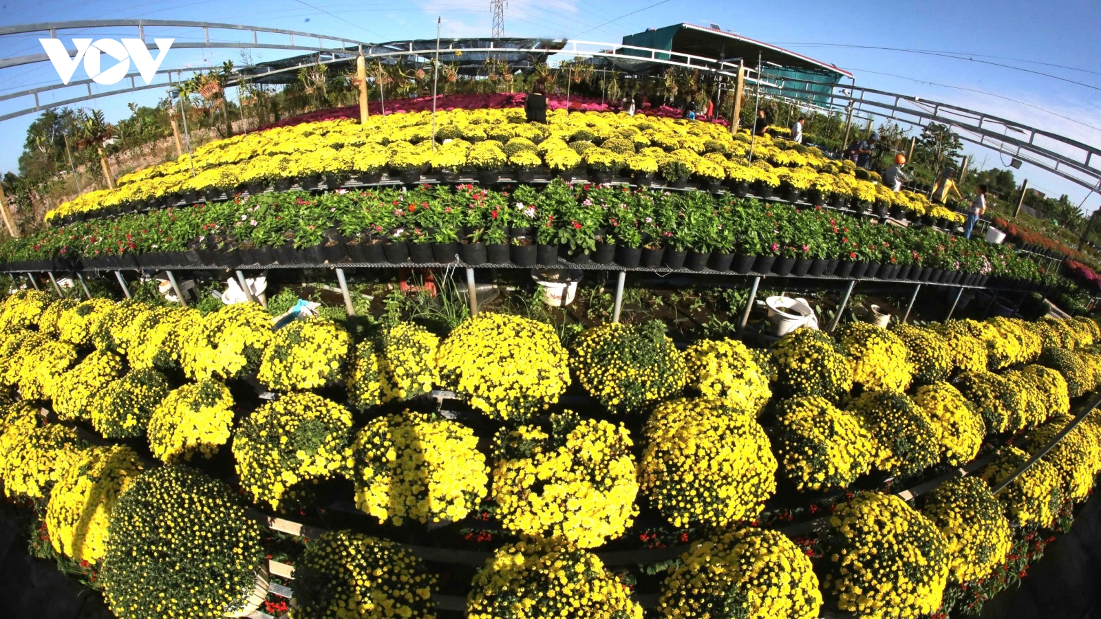 Không khí nhộn nhịp chuẩn bị cho Festival Hoa – Kiểng Sa Đéc năm 2025