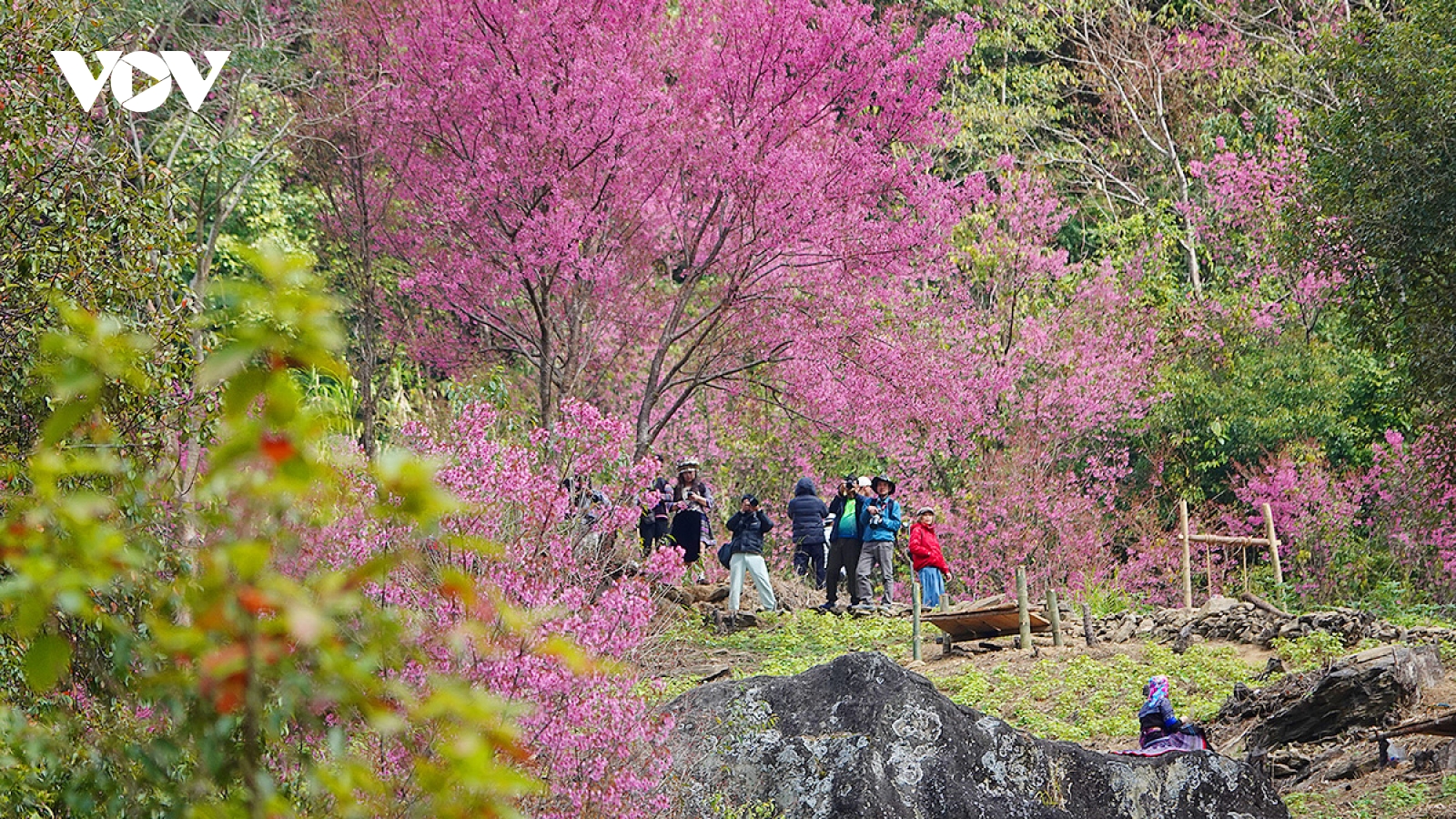 Hoa tớ dày bừng sáng non cao, gọi mùa lễ hội